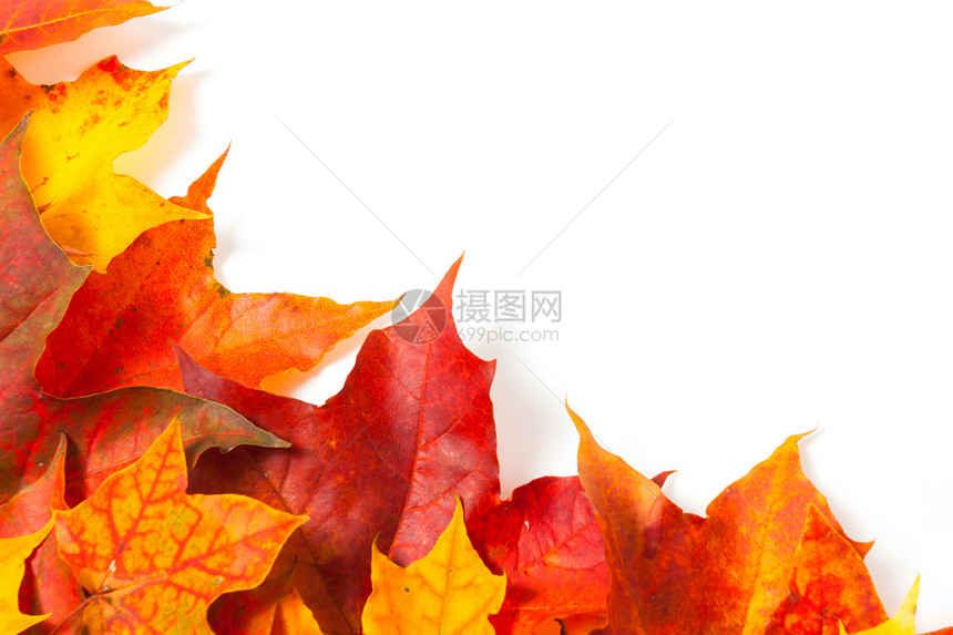 美丽的秋叶树叶红色森林边界卡片季节橙子太阳艺术绿色叶子图片