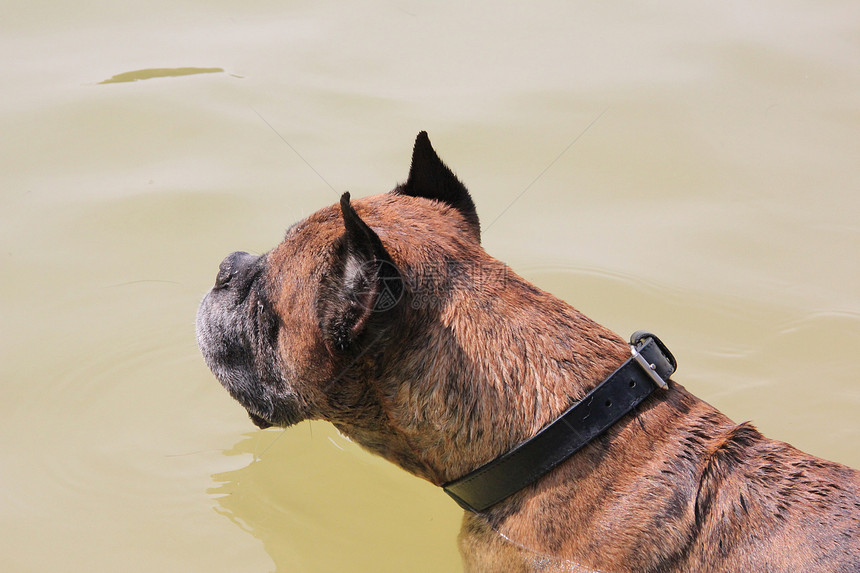 在海滩的拳手犬类飞溅动物棕色三色白色拳击手太阳宠物哺乳动物图片