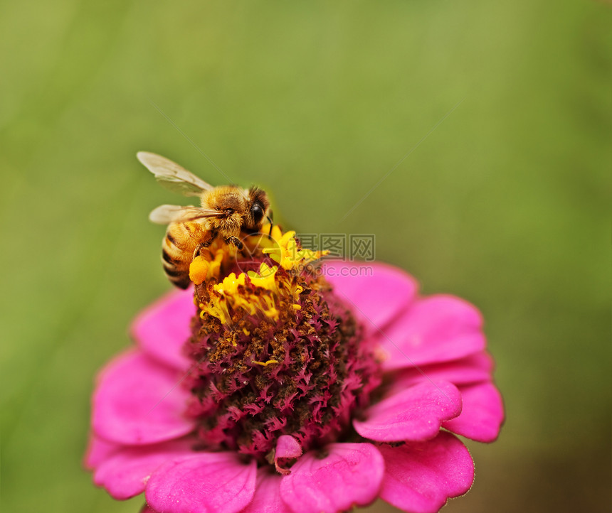 秋天野生蜜蜂授粉色辛尼亚花图片