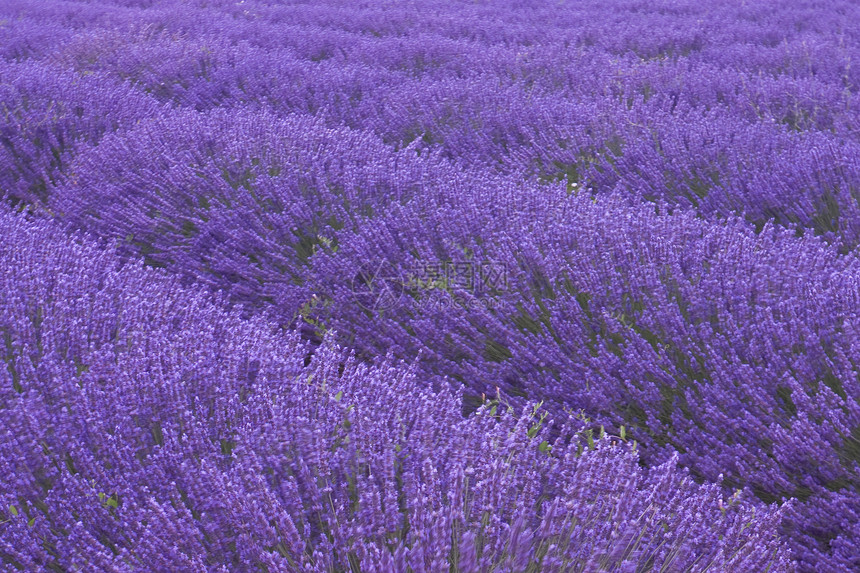 色素字段萼片园艺植物香味芙蓉花瓣叶子薰衣草图片