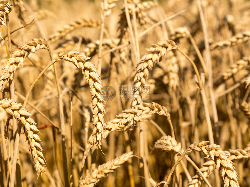 英格兰田间玉米的耳朵英语小麦稻草国家宏观草地土地乡村大麦农场图片