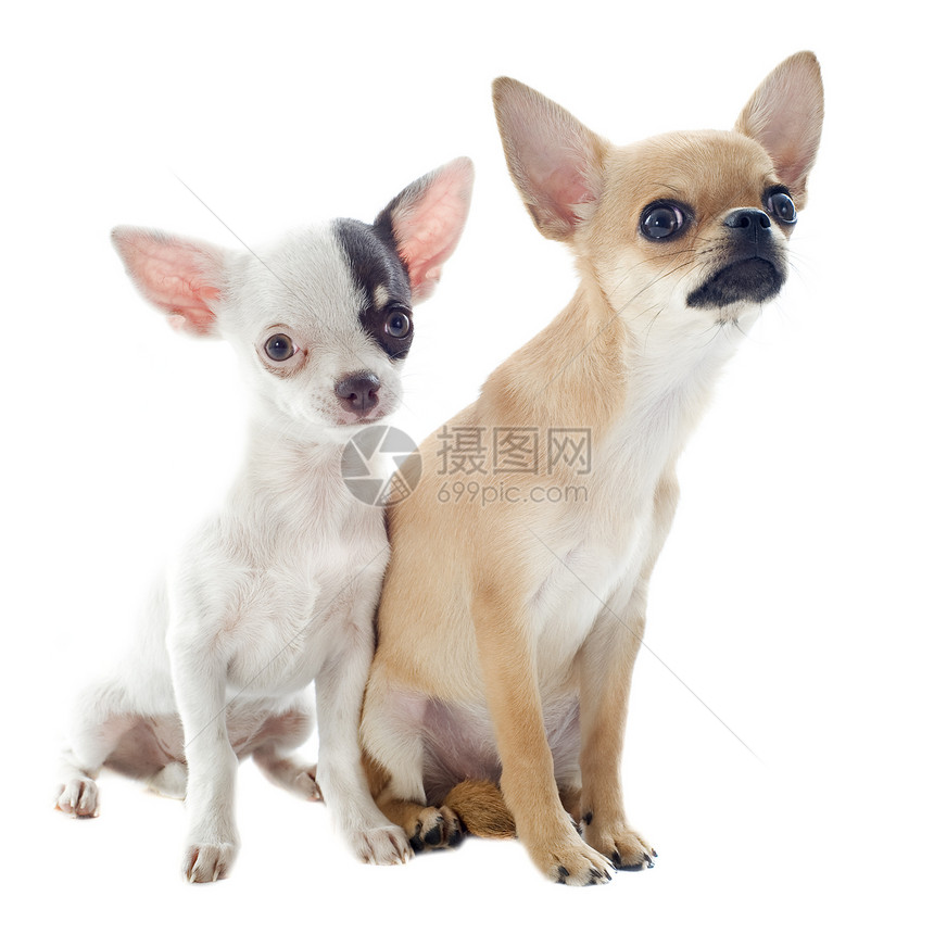 吉华人成人小狗棕色动物伴侣工作室宠物犬类白色图片