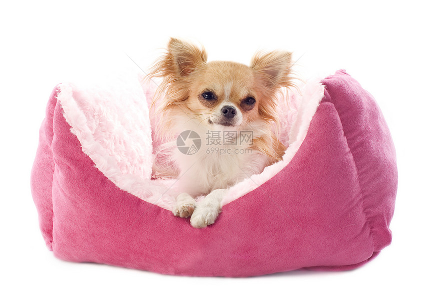 吉娃娃和狗床伴侣棕色工作室白色动物软垫宠物犬类粉色图片