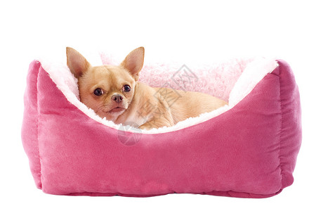短毛吉娃娃吉娃娃和狗床动物棕色粉色工作室宠物睡眠小狗软垫伴侣犬类背景