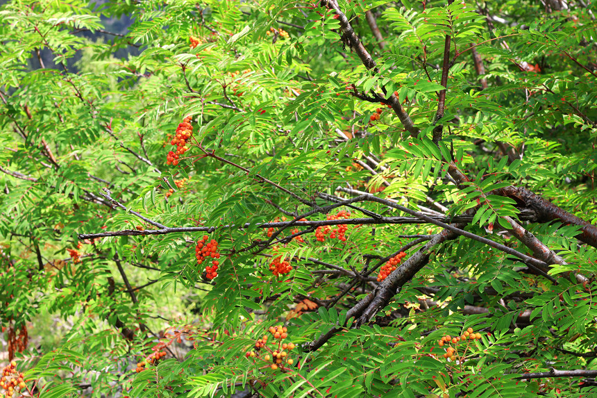 暑假在分行植物植物学生长衬套食物叶子季节森林水果树叶图片