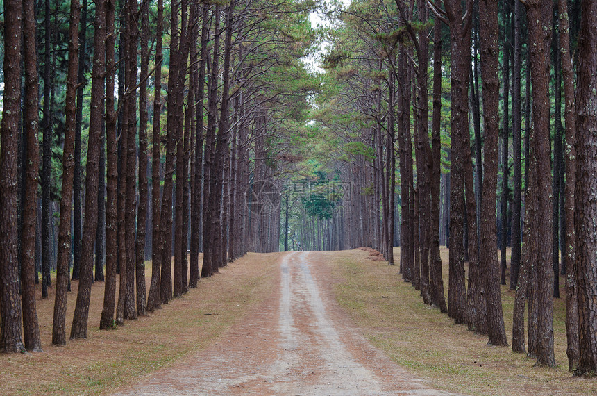 通往松林的道路太阳荒野风景生长季节旅行林地阳光环境树干图片