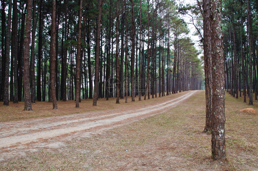 通往松林的道路林地旅行晴天生长树干薄雾荒野旅游场景环境图片