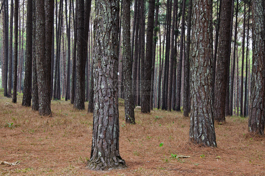 松林林旅行森林环境太阳阳光生长薄雾植物群松树国家图片