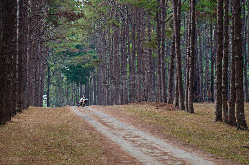 通往松林的道路木头场景旅游阳光农村植物群公园环境松树晴天图片