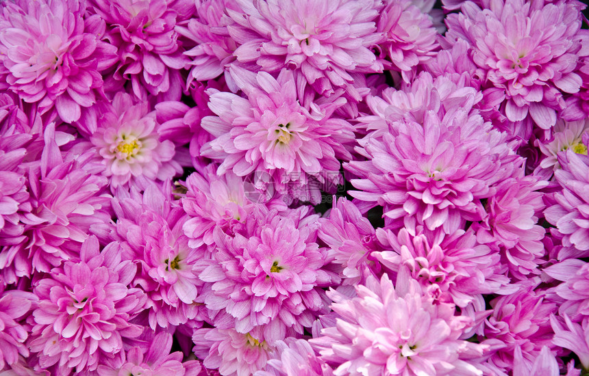 粉红花背景植物礼物花园展示植物群卡片橙子花瓣花束图片