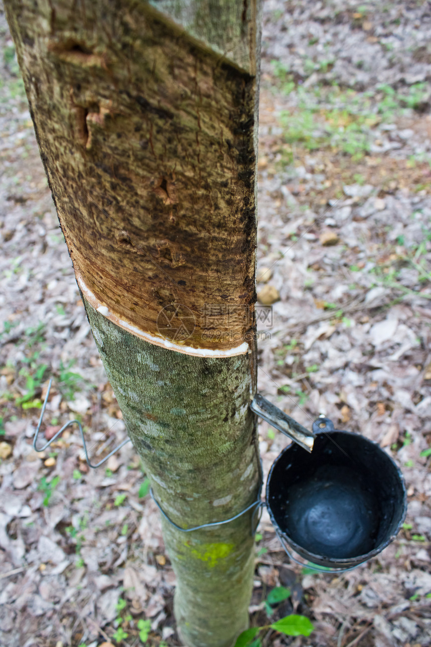橡胶树牛奶流入碗里森林植物树液橡皮树干生产丛林热带收藏植物群图片