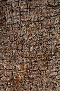棕榈树质地棕色自然纹条纹树干效果圆柱硬木背景热带背景图片