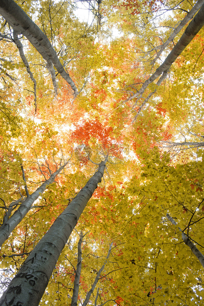 秋初秋早期的树图片