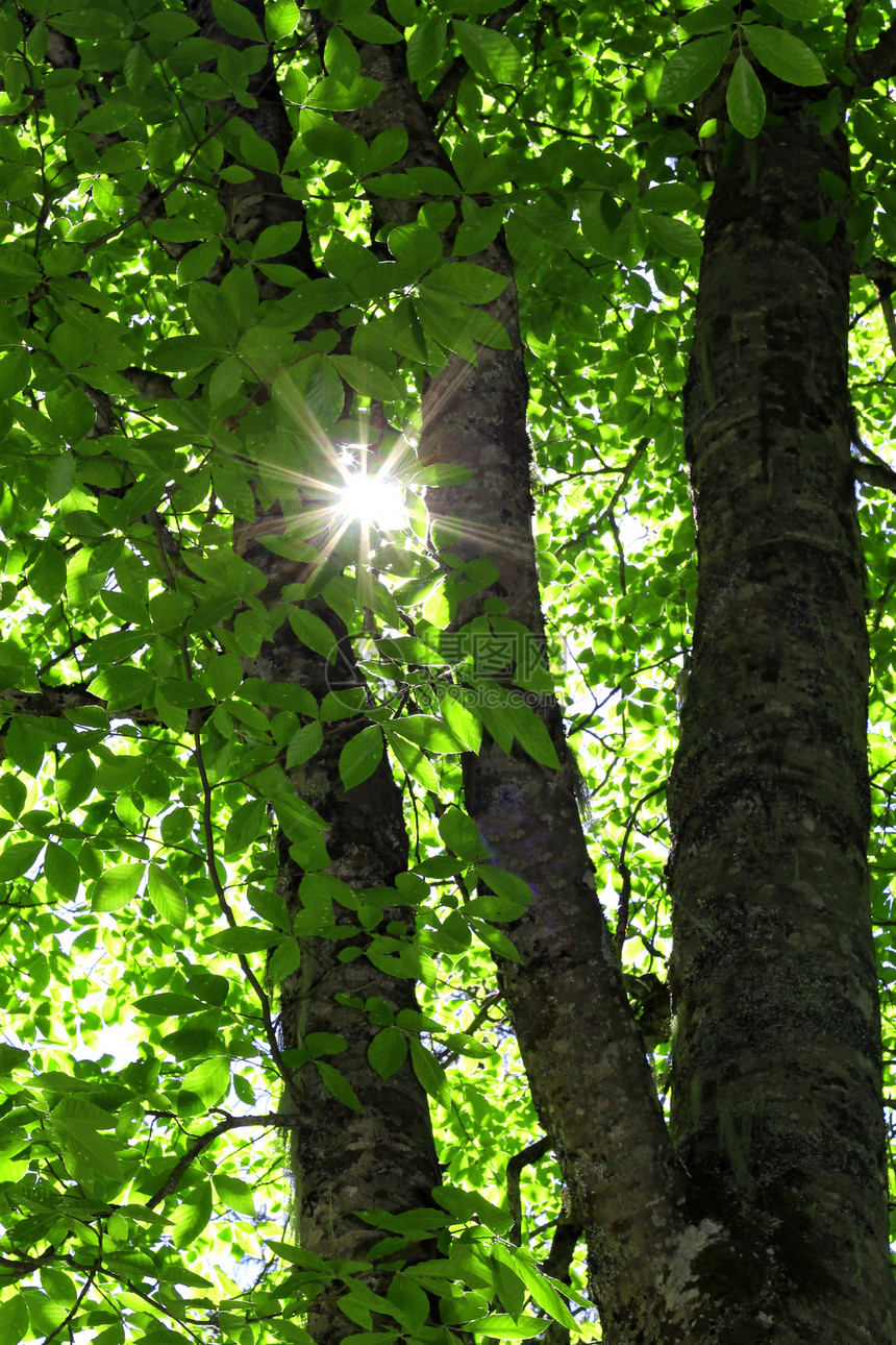 清晨的森林和阳光照耀着树枝旅行植物日出木头射线绿色太阳树叶叶子图片