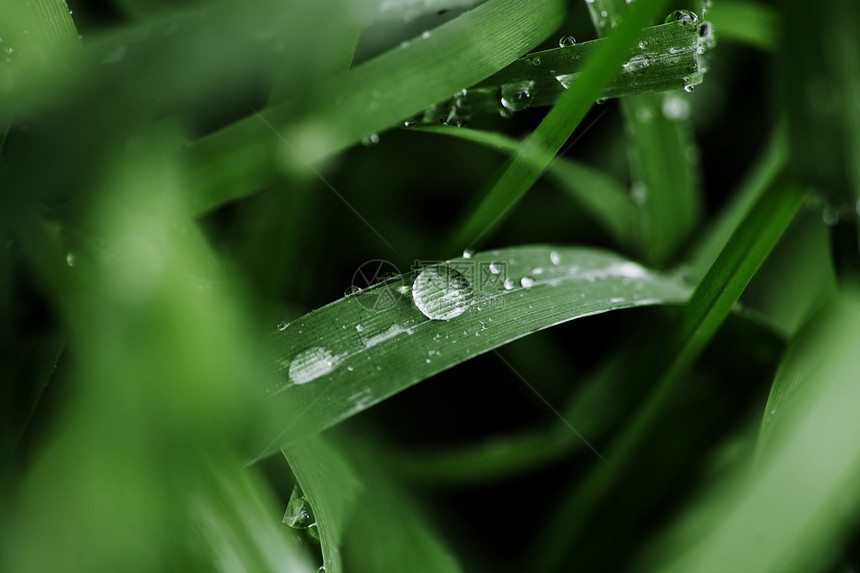 绿色草叶上有雨滴静脉环境地球天气宏观液体生活刀刃框架植物图片