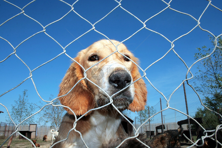 被捕获的狗狗收容所兽医宠物社会庇护所酒吧动物图片
