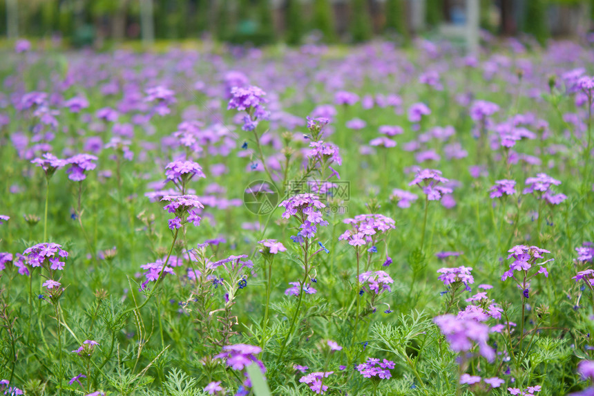 美丽的紫色花朵花瓣地面季节荒野森林花束生态植物群叶子公园图片