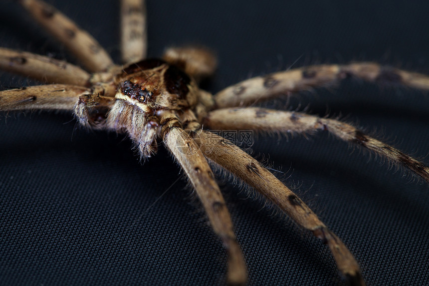 锥蜘蛛工作室生物学漏洞宏观昆虫动物动物群棕褐色荒野怪物图片