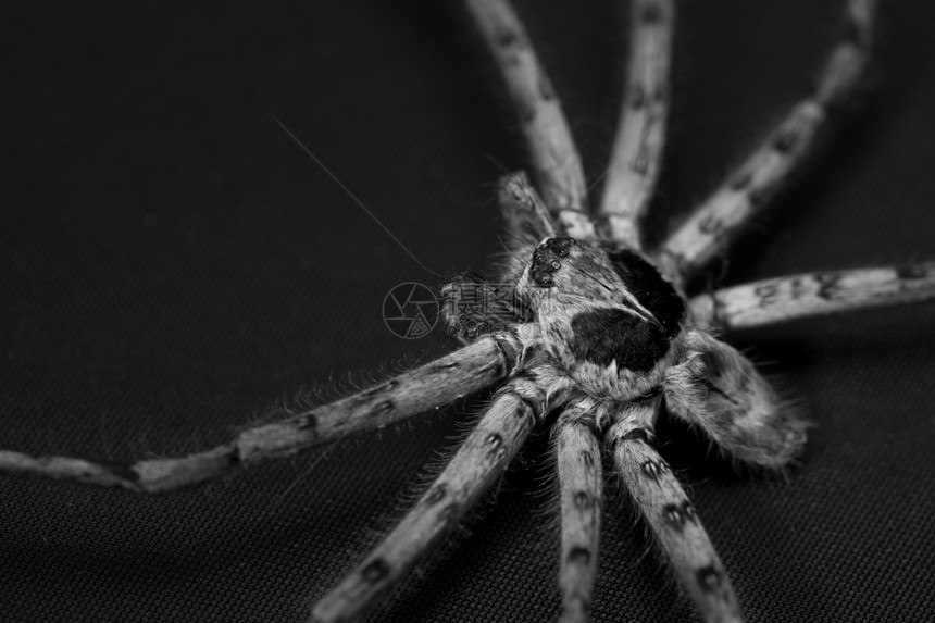锥蜘蛛怪物生物学荒野棕褐色昆虫宏观眼睛工作室黑色野生动物图片
