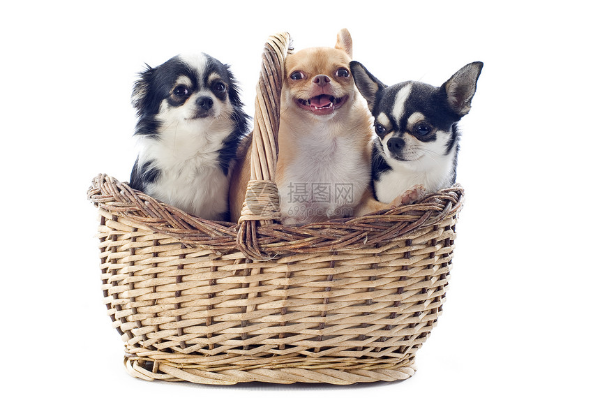 篮子里的吉娃娃伴侣动物微笑犬类宠物白色牙齿棕色工作室团体图片