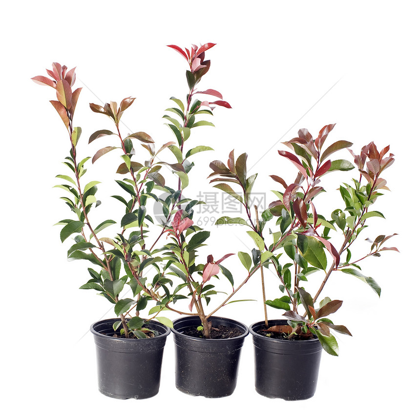 日语叶子衬套种植灌木幼苗盆栽植物花园红色石楠图片