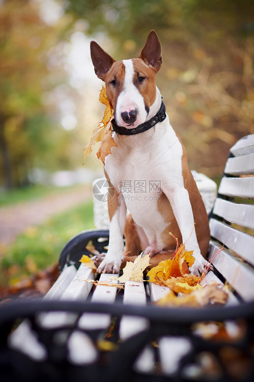 红斗牛犬坐在板凳上幸福毛皮犬类落叶斗牛犬微笑友谊男性乐趣小狗图片