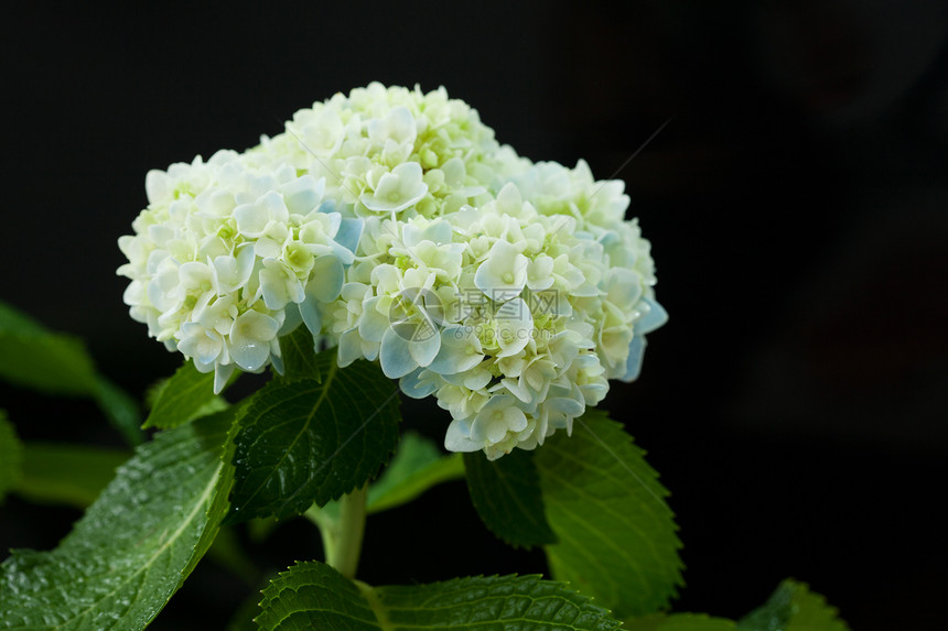 美丽的短朵花花园植物群公园园艺花坛生长叶子植物郁金香太阳图片