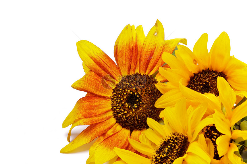 美丽的向日葵绿色花坛花瓣框架横截面叶子棕色季节橙子花粉图片