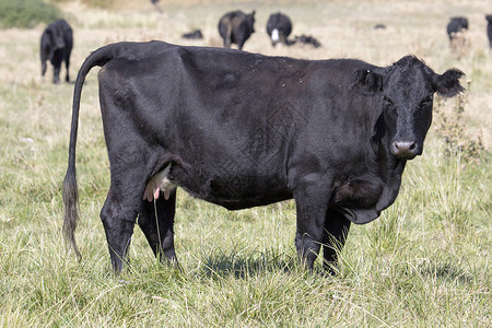 草草牧草地上的奶牛站立背景图片