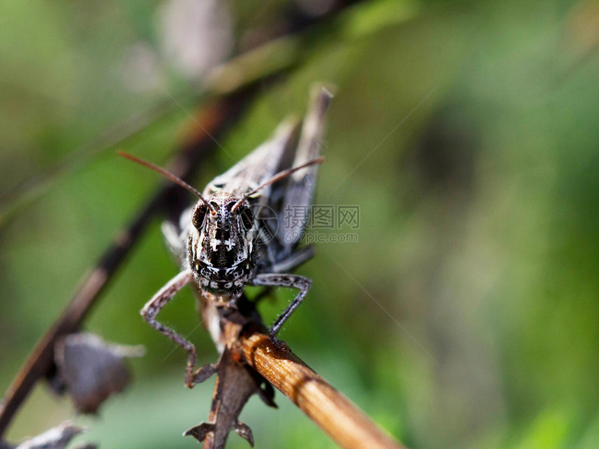 蚂蚱花园昆虫学草原生物动物触手脊椎动物直翅目宏观漏洞图片