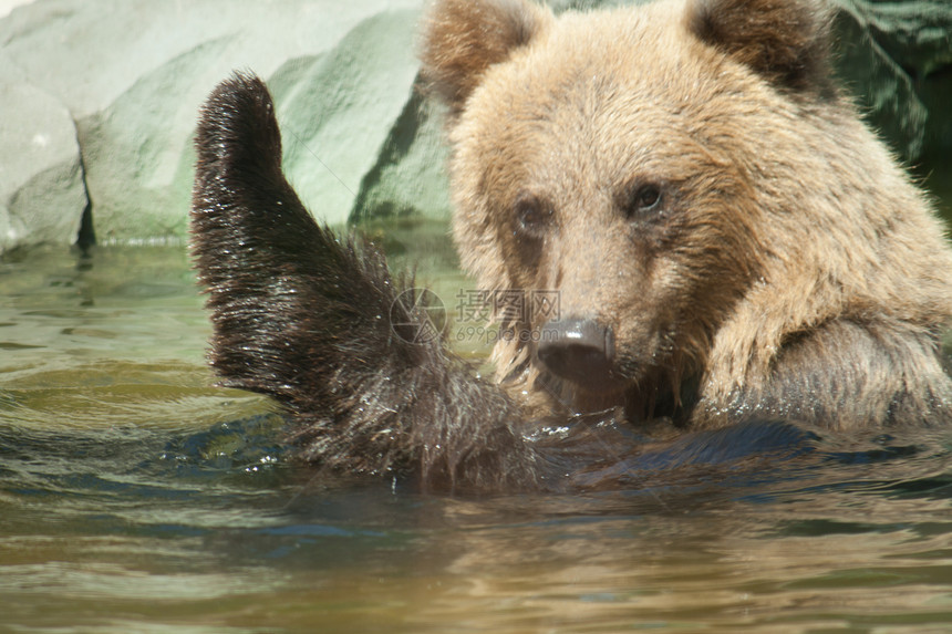 棕熊坐在水中哺乳动物公园岩石毛皮野生动物爪子墙纸眼睛树木鼻子图片