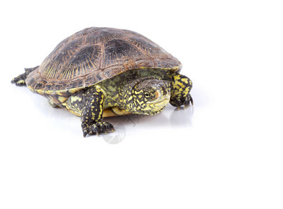 猪鼻龟孤立海龟甲壳水龟乌龟动物园动物环境隐藏宠物盔甲速度背景