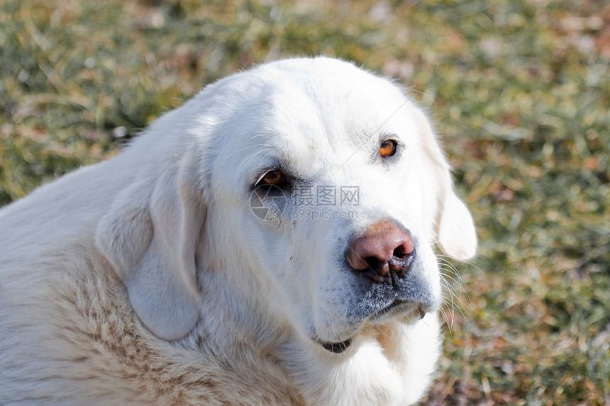 白狗鼻子公司动物群动物宠物眼睛图片