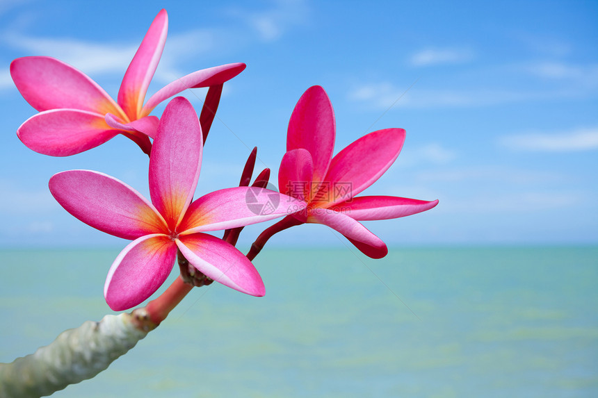 海滩上的花朵情调海洋治疗热石热带温泉冥想奢华瑜伽按摩图片