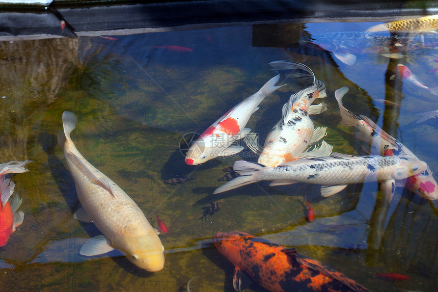 池塘中的小海鱼风格装饰品橙子金鱼植物园艺锦鲤团体野生动物爱好图片