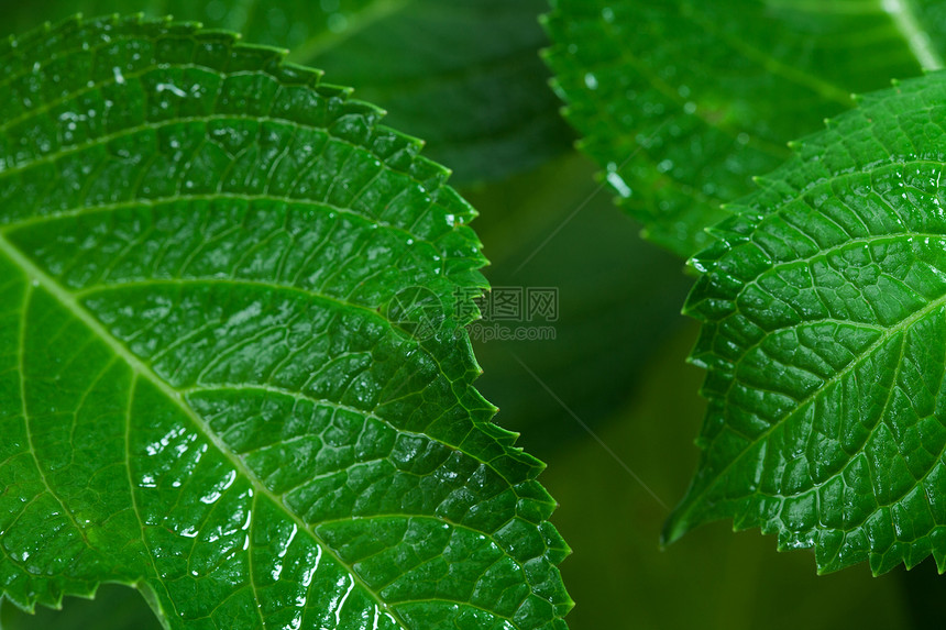 一种来自Hydrangea植物的大型绿叶片图片