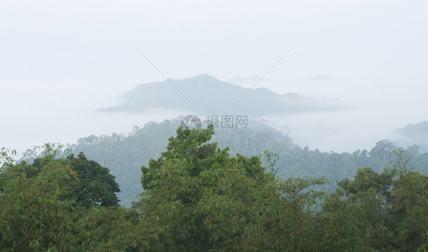 茂密热带雨林中的早雾爬坡环境绿色植物异国薄雾热带荒野公园植物情调图片
