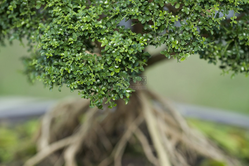 Bonzai树花园矮人植物树叶植物学园艺盆栽热带文化绿色图片