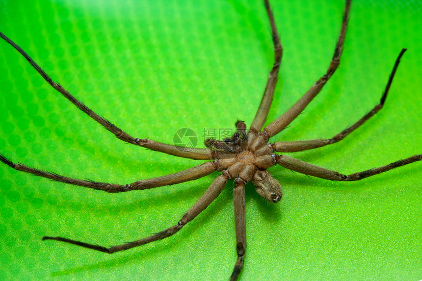锥蜘蛛棕褐色棕色绿色漏洞昆虫怪物动物野生动物宏观生物学图片