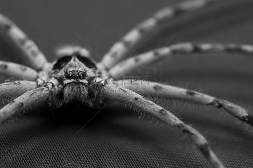 锥蜘蛛生物学怪物棕褐色动物群漏洞荒野甘蔗眼睛昆虫野生动物图片