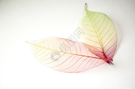 色彩多彩的叶子曲线树叶粉色背景图片