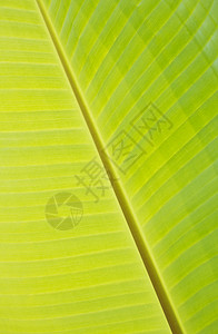 香蕉叶生长美丽绿色叶子植物热带凹槽背景图片