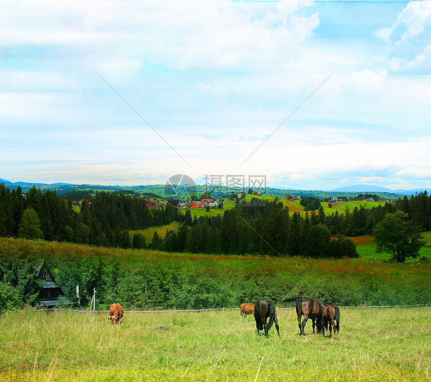 马群和牛群在秋天草原上放牧动物奶牛农场场地农田牧场蓝色奶制品哺乳动物稻草图片