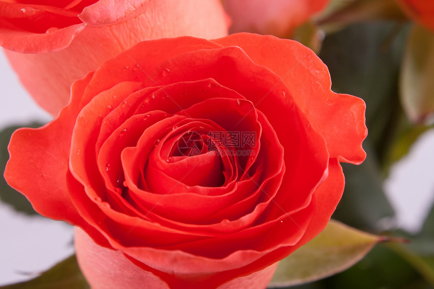 红色玫瑰花团团体念日礼物花瓣花园脆弱性生日工作室庆典花朵图片