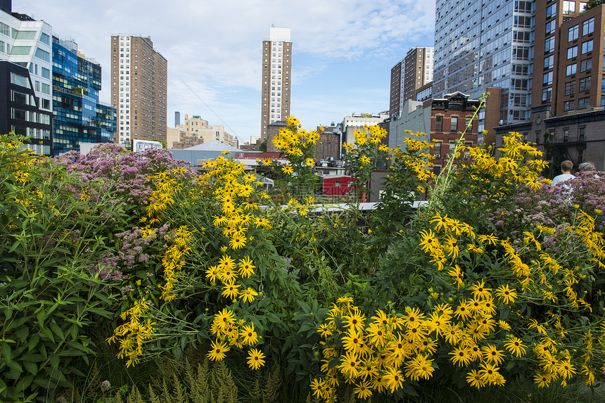 纽约高线公园花园城市公寓花朵建筑学建筑物房子景观图片