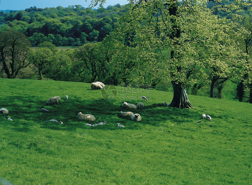 公羊在绿草地上放牧绿色母羊哺乳动物羊毛羊肉农场乡村牧场内存农田图片