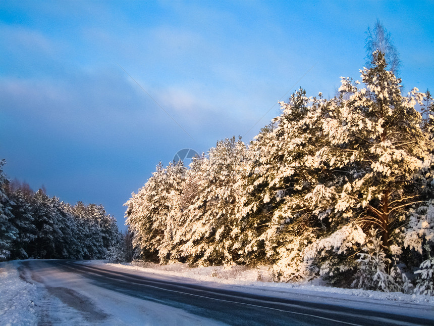 冬季森林中车道旅行水平公园沥青乡村树木天空地平线季节图片