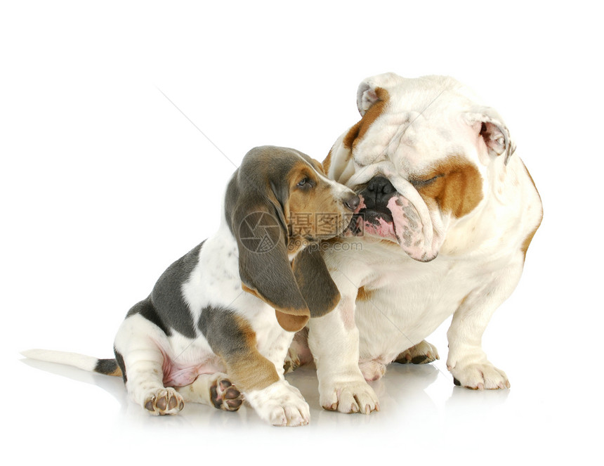 小狗爱宠物英语朋友猎犬工作室耳朵哺乳动物婴儿成人三色图片