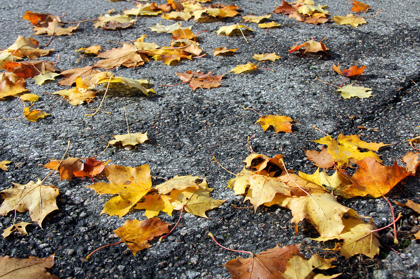 人行道上的落叶季节沥青街道植物水平花园树叶叶子场景橙子图片
