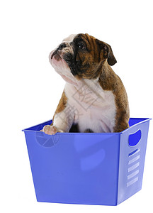 篮子里的小狗塑料爪子眼睛英语斑点斗牛犬动物犬类宠物蓝色背景图片